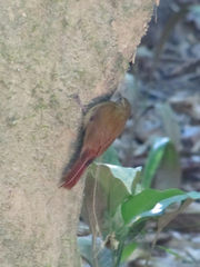 Glyphorynchus spirurus