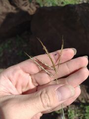 Bothriochloa pertusa