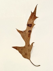 Polystepha symmetrica