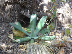Agave seemanniana