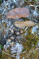 Dacryodes talamancensis