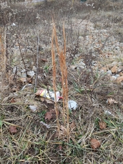 Andropogon virginicus