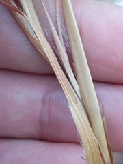 Andropogon virginicus