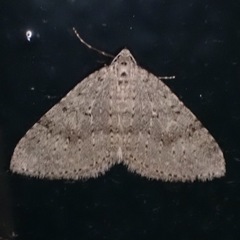 Colostygia multistrigaria