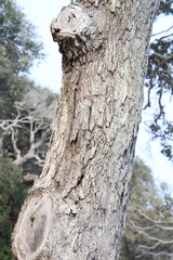Quercus virginiana