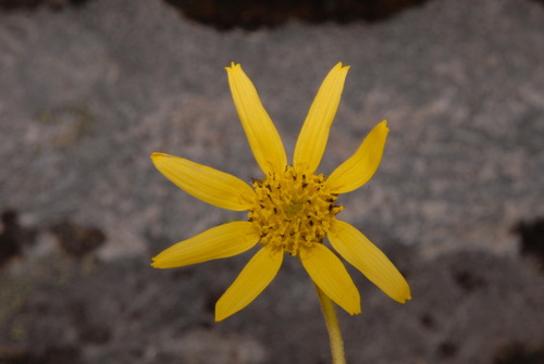 Image of Arnica lessingii by (c) Brian Finzel, some rights reserved (CC BY-SA)