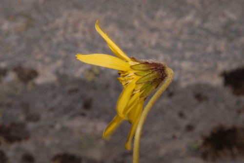 Image of Arnica lessingii by (c) Brian Finzel, some rights reserved (CC BY-SA)