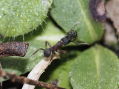 Cyphomyrmex rimosus