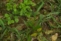 Urochloa glumaris