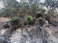 Agave kerchovei