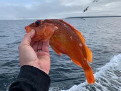 Sebastes constellatus