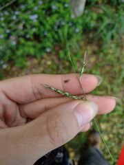 Urochloa glumaris