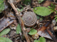Polygyra