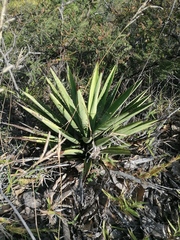 Agave karwinskii