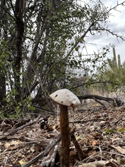 Battarreoides diguetii