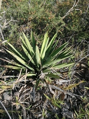 Agave karwinskii