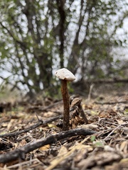 Battarreoides diguetii