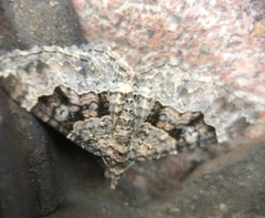 Aporoctena scierodes