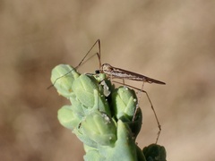 Symplecta