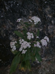 Stevia ovata