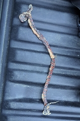 Micrurus diastema apiatus