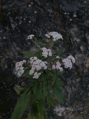 Stevia ovata