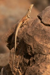 Rusty Crevice-Dragon photo 2