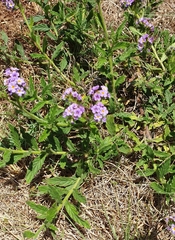Heliotropium