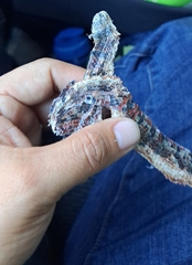 Micrurus diastema apiatus