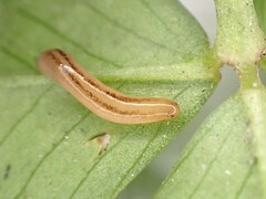 Acteonemertidae