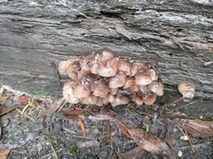 Mycena maculata