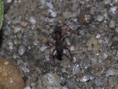 Cyphomyrmex rimosus