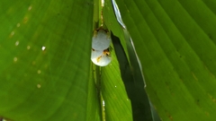 Ectophylla alba