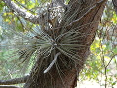 Tillandsia plumosa