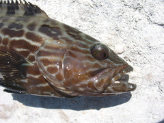 Mycteroperca bonaci