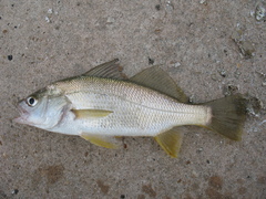 Bairdiella chrysoura
