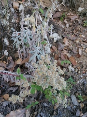 Pseudognaphalium microcephalum