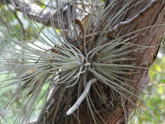 Tillandsia plumosa