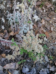 Pseudognaphalium microcephalum