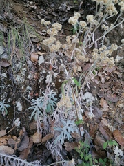 Pseudognaphalium microcephalum