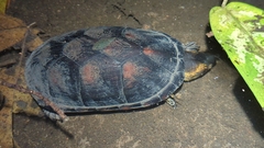 Kinosternon leucostomum