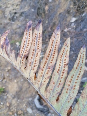 Phlebodium pseudoaureum