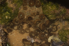 Palythoa grandiflora