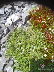 Celmisia angustifolia