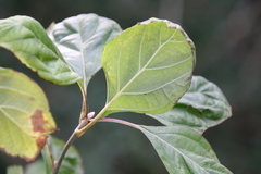 Callicarpa americana