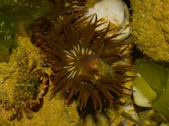 Anemonia sargassensis