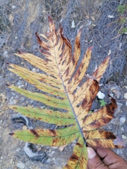 Phlebodium pseudoaureum