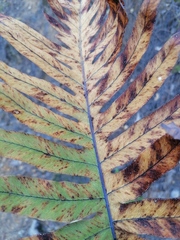 Phlebodium pseudoaureum