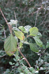 Callicarpa americana