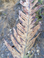 Phlebodium pseudoaureum